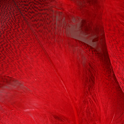 Hareline Plumas del flanco de ánade real