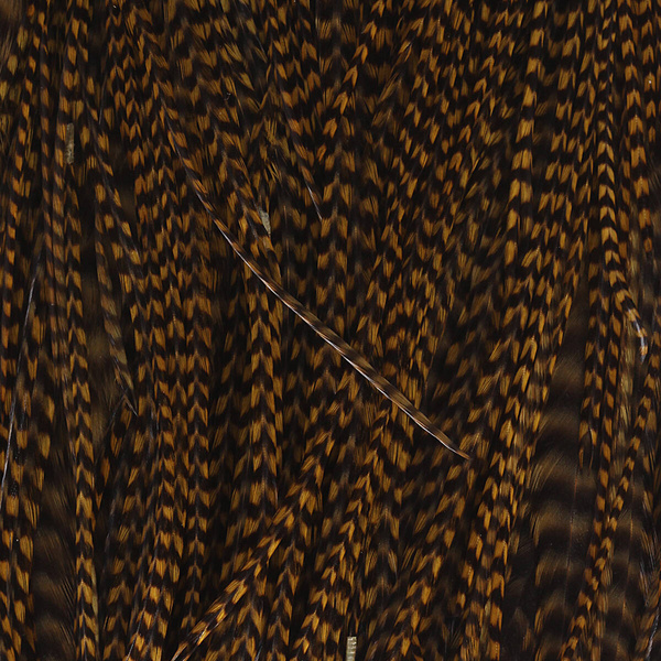 Colgadera de gallo para mosca seca Keough Hackle