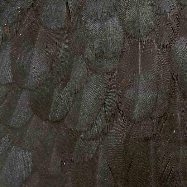 Parche de colgadera de gallina Wapsi para moscas de pluma blanda