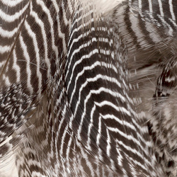 FFGene Cerceta Pato Flanco