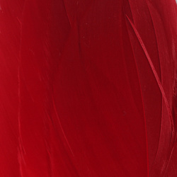 Hareline Plumas seleccionadas del hombro de oca