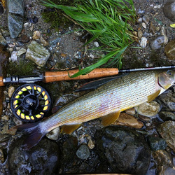 Caña de mosca Taimen [NPHX]