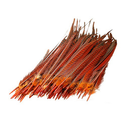 FFGene Plumas centrales de la cola de faisán