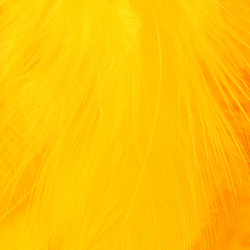 Metz plumas para hackle blando