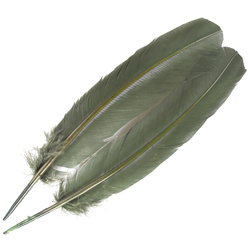 FFGene Plumas de ala de pavo