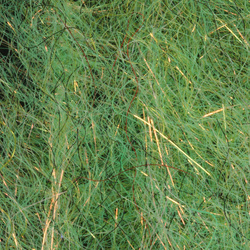 Cepillo H2O Flash Blend Baitfish de 2 pulgadas (flash)