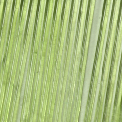 Costilla de vidrio Sybai