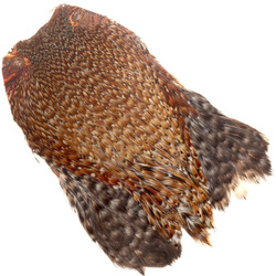 Cuello de gallo FFGene India, clase AA