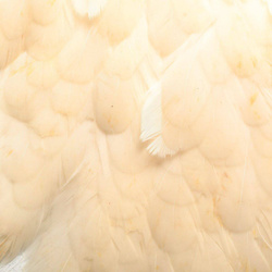 Hareline colgadera de gallina