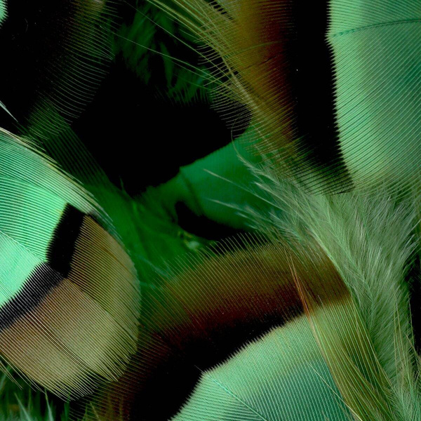 FFGene Plumas de perdiz francesa