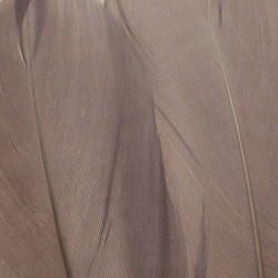 FFGene Hombros de ganso