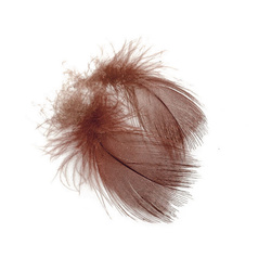 FFGene Plumas del pecho de ánade real