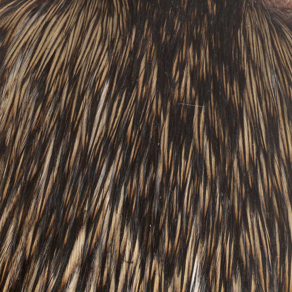 Cuello de gallo FFGene India, clase AA