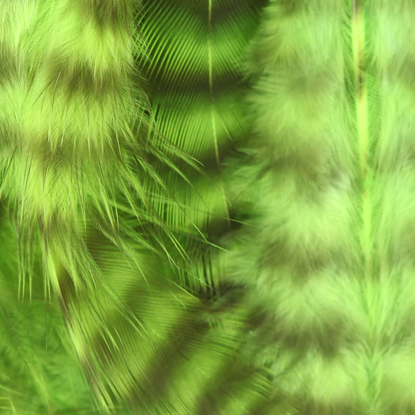 Hareline Grizzly plumas para hackle blando