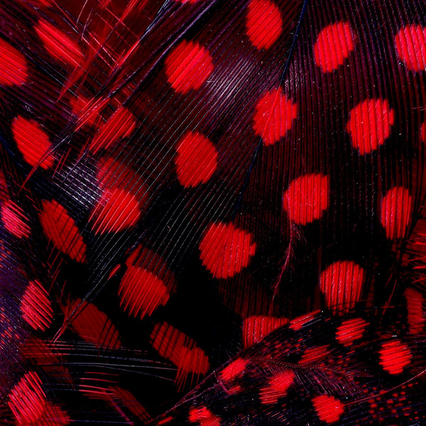 FFGene Plumas de pintada