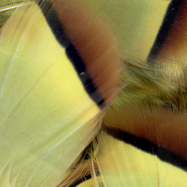 FFGene Plumas de perdiz francesa