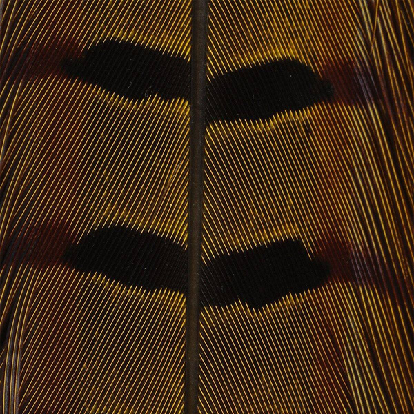 Hareline Plumas de cola de faisán de collar