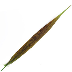 FFGene Plumas de cola de faisán dorado