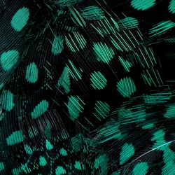 FFGene Plumas de pintada