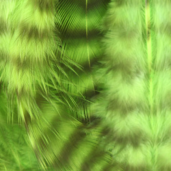 Hareline Grizzly plumas para hackle blando