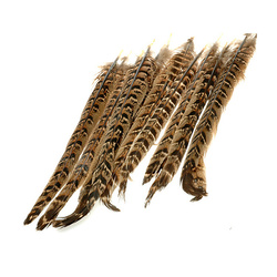 Plumas centrales de cola de hembra de faisán FFGene