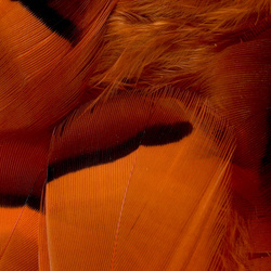 FFGene Plumas de perdiz francesa
