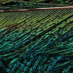 Plumas espada de cola de pavo real blanqueadas FFGene