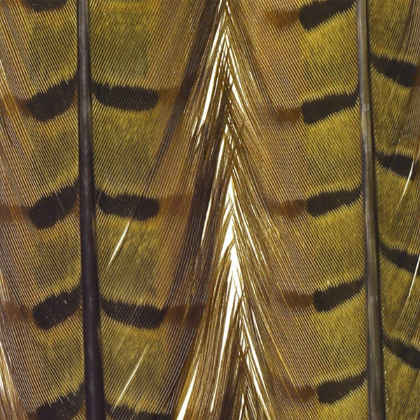 FFGene Plumas centrales de la cola de faisán