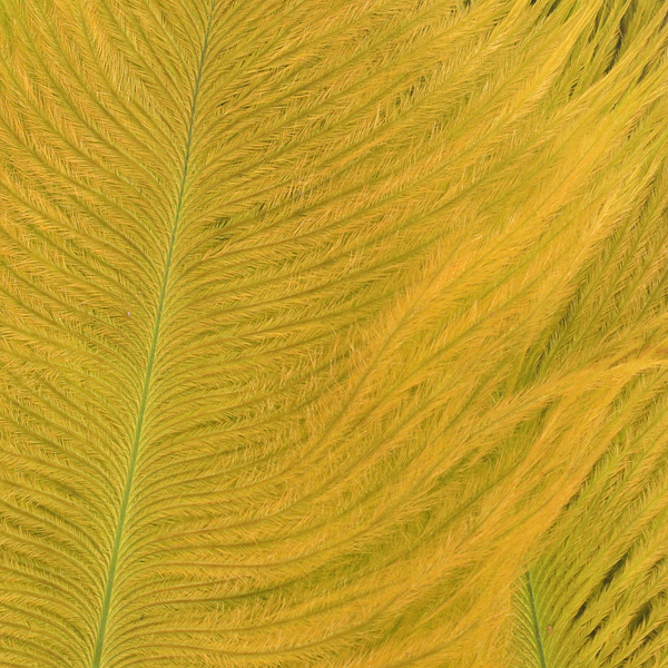 Wapsi Ostrich Marabou