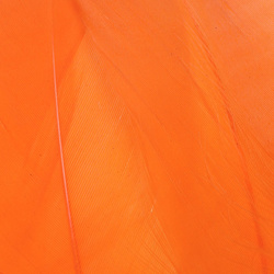 FFGene Hombros de ganso