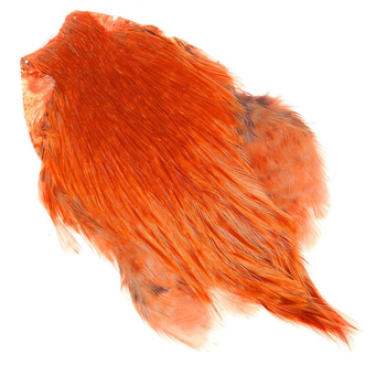 Cuello de gallo de color FFGene India