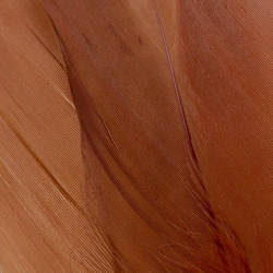 FFGene Plumas escapulares de ganso