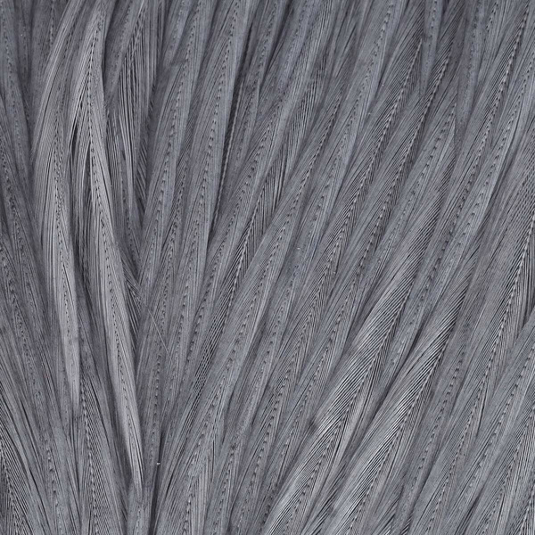 Wapsi Dry Fly Neck Hackle Mini Pack