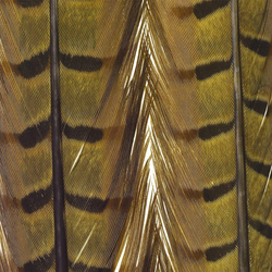 FFGene Plumas centrales de la cola de faisán