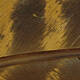 Stonefly Brown