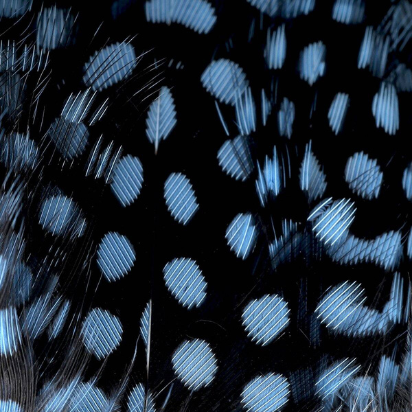 Hareline plumas de pintada ensartadas