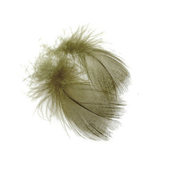 FFGene Plumas del pecho de ánade real