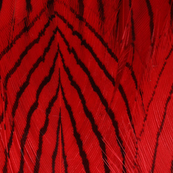 Hareline plumas del cuerpo de faisán plateado
