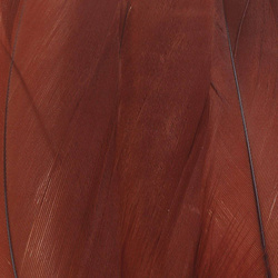 FFGene Plumas escapulares de ganso