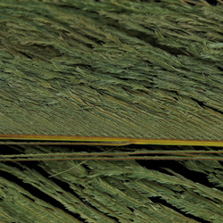 Plumas espada de cola de pavo real blanqueadas FFGene