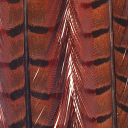 FFGene Plumas centrales de la cola de faisán