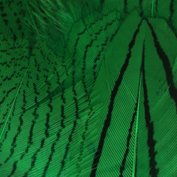 Hareline plumas del cuerpo de faisán plateado