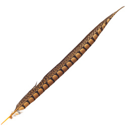 FFGene Plumas de cola de faisán de Lady Amherst