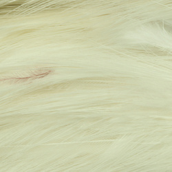 Hareline Hackle de cuello para moscas de agua salada