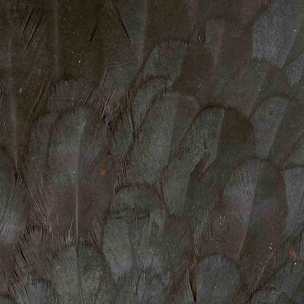 Colgadera de gallina FFGene India