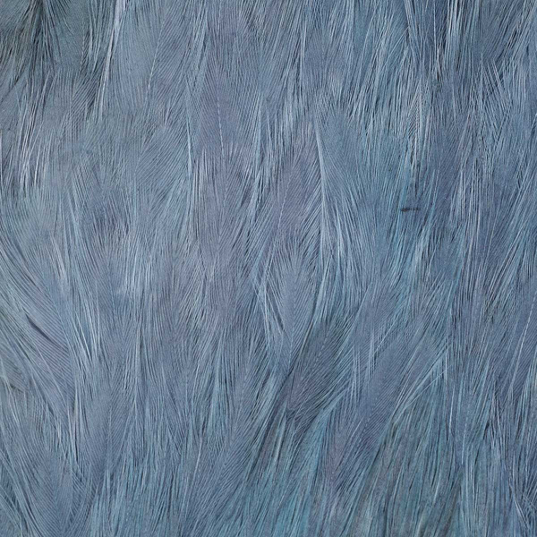 Cuello de gallina FFGene India