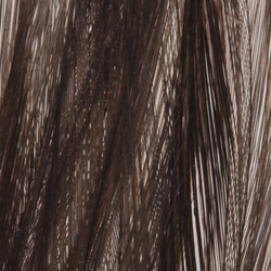 pluma Coq de Leon