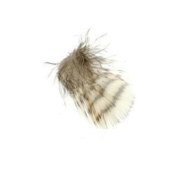 Plumas de becada FFGene