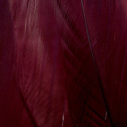 FFGene Plumas escapulares de ganso