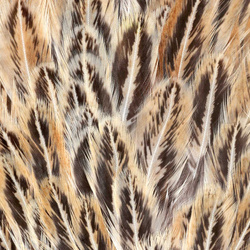 Colgadera moteada de gallina FFGene India